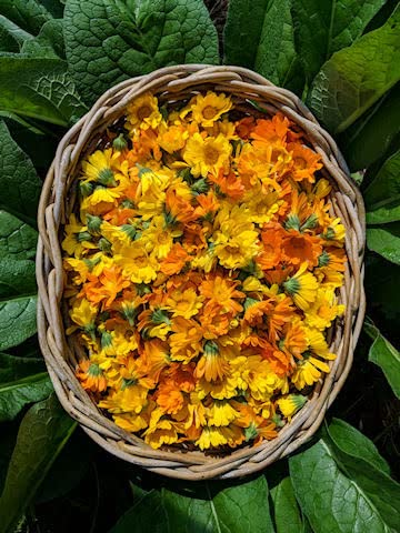 Catskills Comfrey: SkinTune 2oz: for severe sin irritation. Natural, clean & green skin health.100% infusion of comfrey, burdock, St John's wort, calendula & yarrow. Full-spectrum medicinal benefits