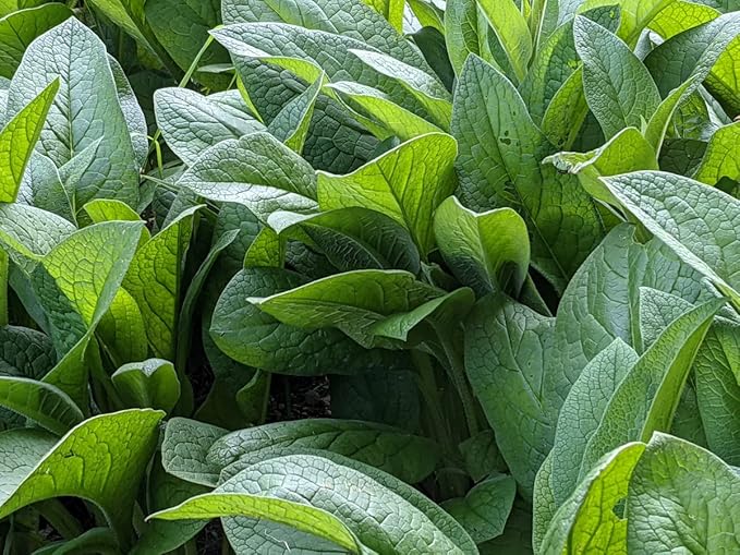 Catskills Comfrey: SkinTune 2oz: for severe sin irritation. Natural, clean & green skin health.100% infusion of comfrey, burdock, St John's wort, calendula & yarrow. Full-spectrum medicinal benefits