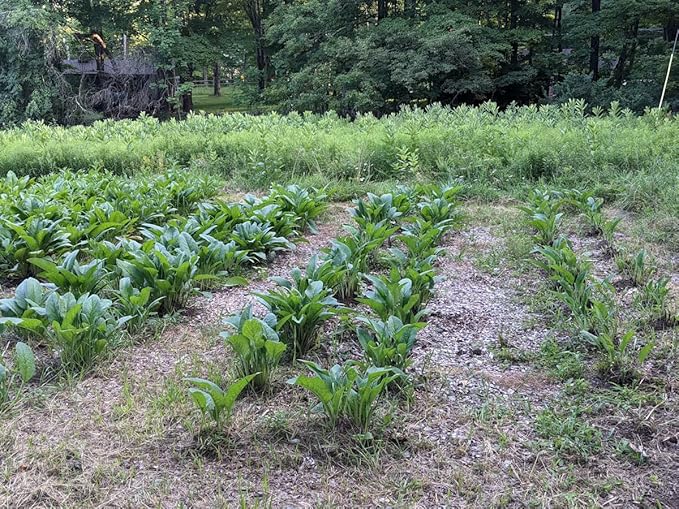 Catskills Comfrey: SkinTune 2oz: for severe sin irritation. Natural, clean & green skin health.100% infusion of comfrey, burdock, St John's wort, calendula & yarrow. Full-spectrum medicinal benefits